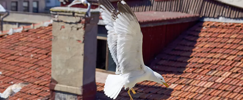 Residential Chimney Animal Removal Solution in Bon Air, VA
