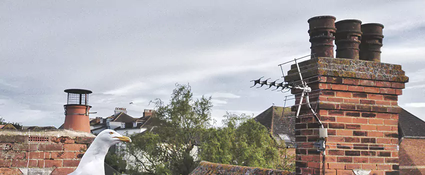 Chimney Cleaning And Restoration in Bon Air, Virginia